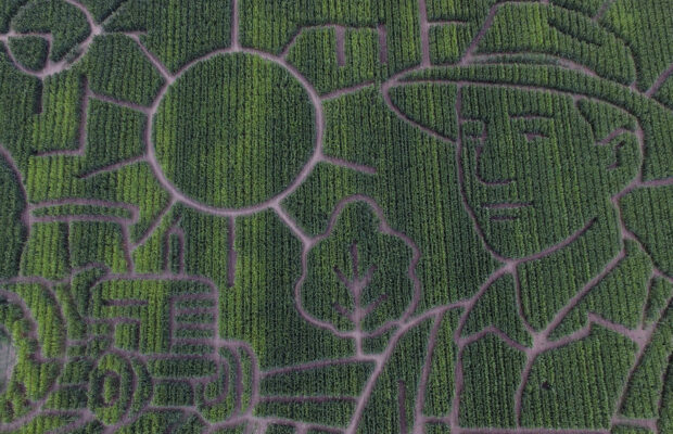 Giant Northern California corn maze lets visitors enjoy getting lost Giant Northern California corn maze lets visitors enjoy getting lost